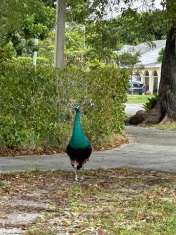 Unique Coral Gables Cottage ไมอามี ภายนอก รูปภาพ